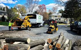 Best Tree and Shrub Care  in Tenino, WA