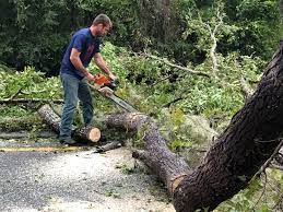 Best Tree Maintenance Programs  in Tenino, WA