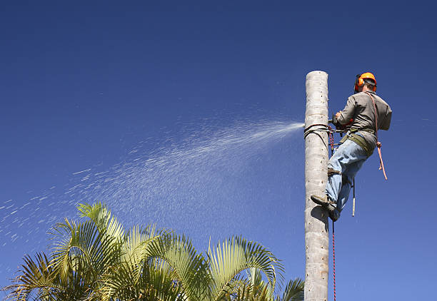 Best Lawn Renovation and Restoration  in Tenino, WA