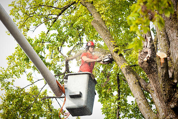 How Our Tree Care Process Works  in  Tenino, WA